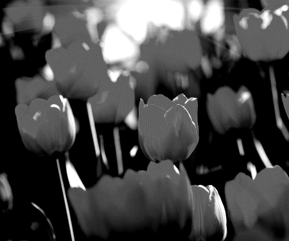 Солнечные тюльпаны обои