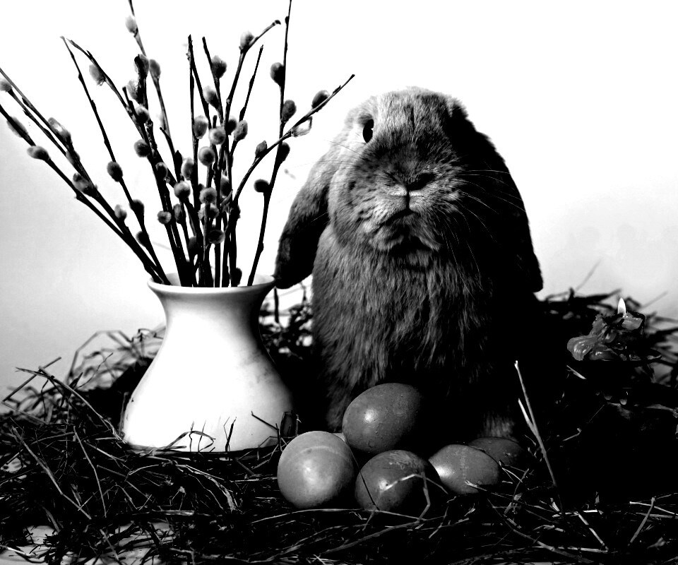 Пасхальный кролик обои