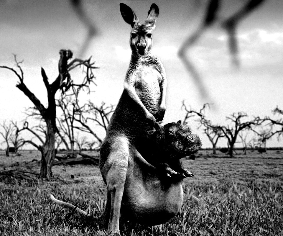 Кенгуру с бегемотом в сумке обои