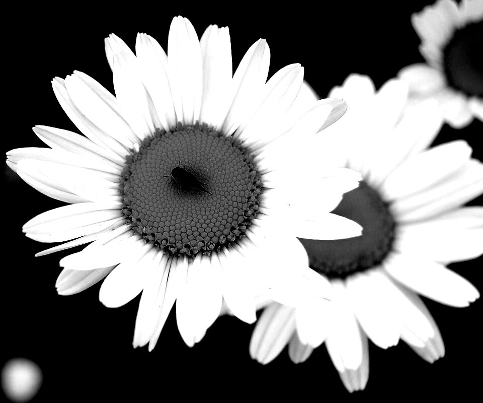 Ромашки обои