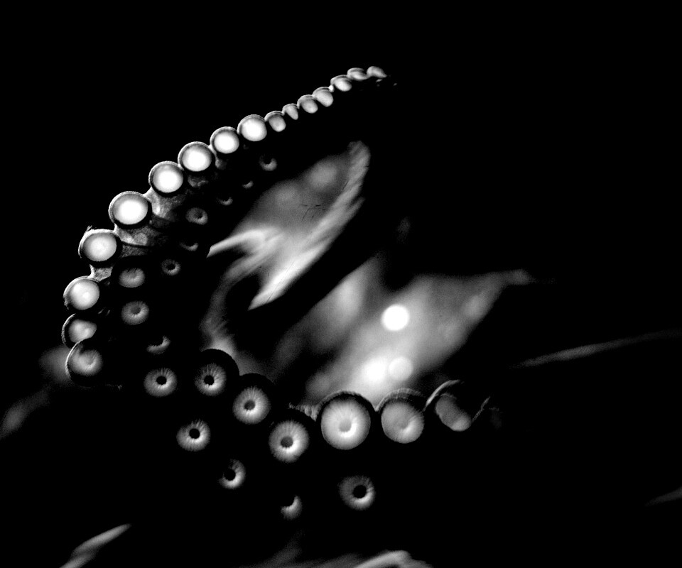 Щупальце обои