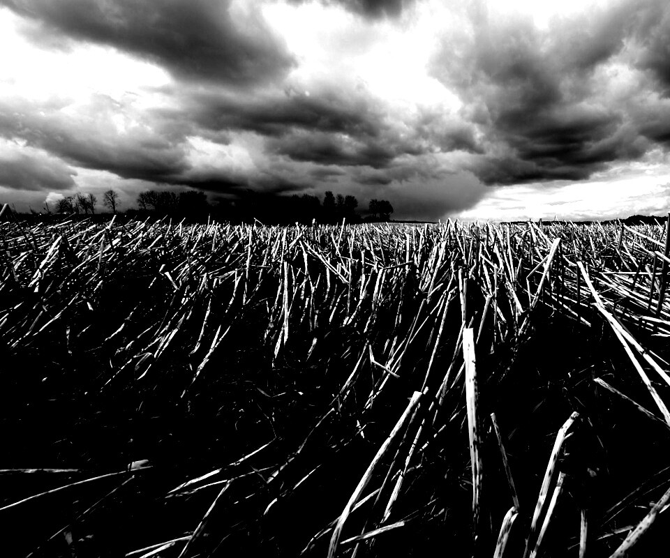 Убранное поле обои