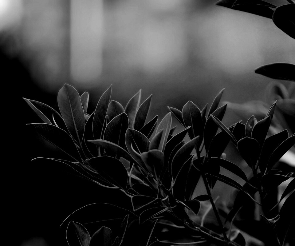 Листья обои