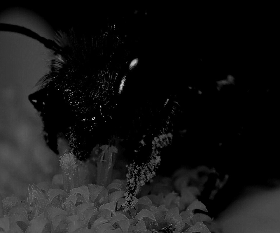 Пчела крупным планом обои