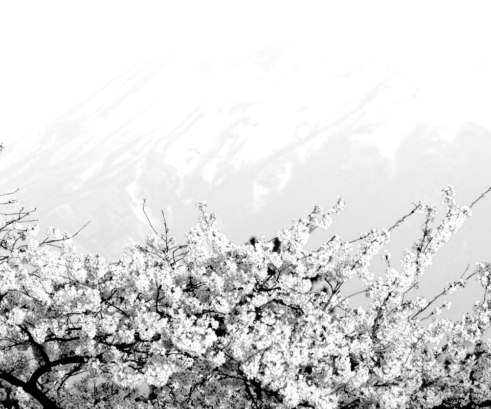 Цветение вишни в горах обои