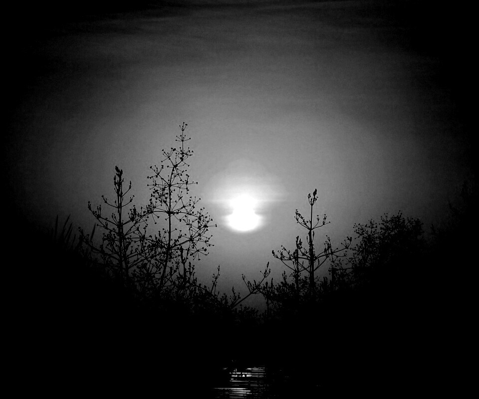 Доисторическое утро обои