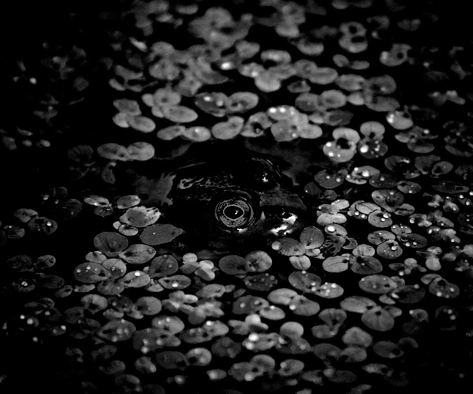 Маленькая лягушка обои