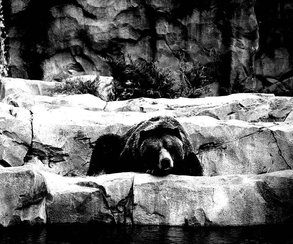 Медведь обои