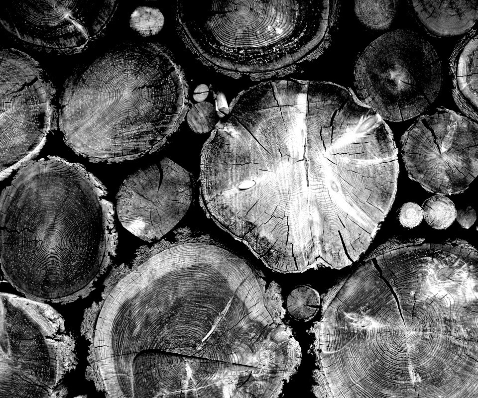 Древесный спил обои