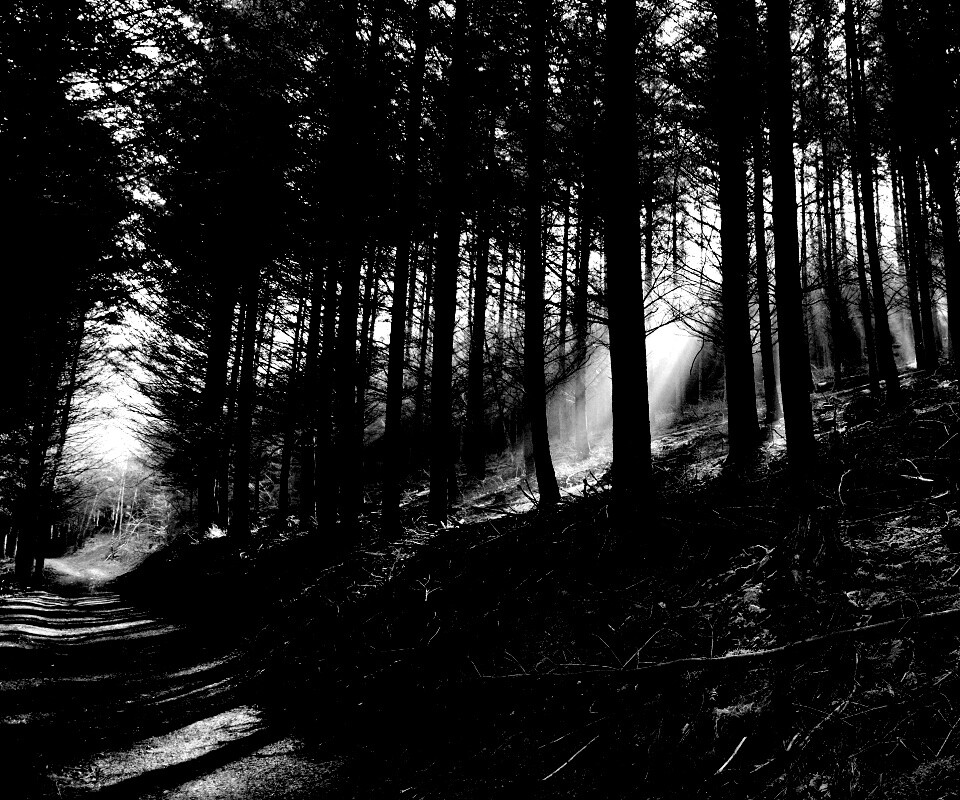 Лесная дорога обои