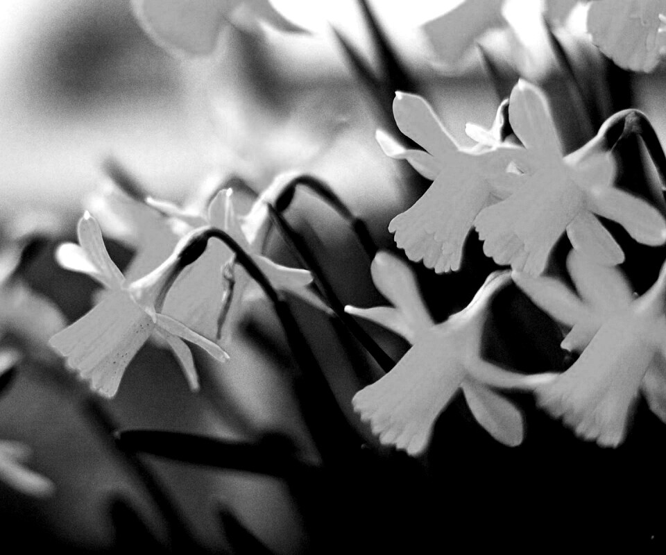 Нарциссы обои