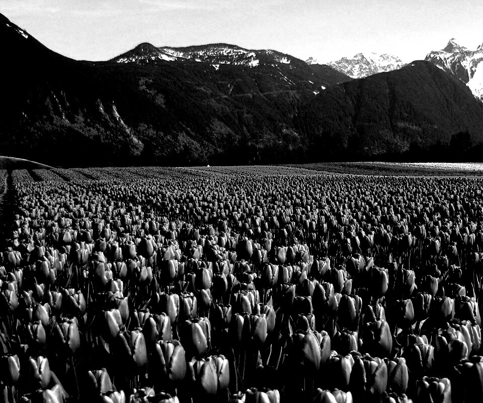Поле тюльпанов обои