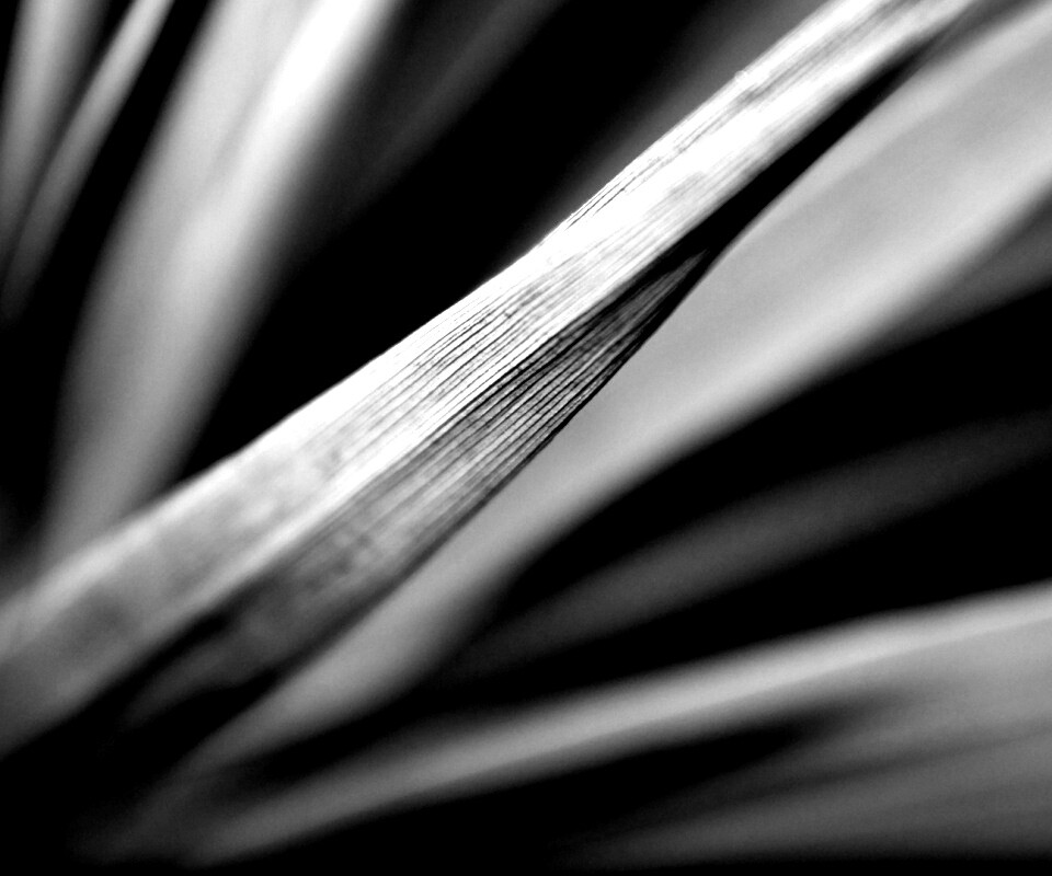 Сухое растение обои