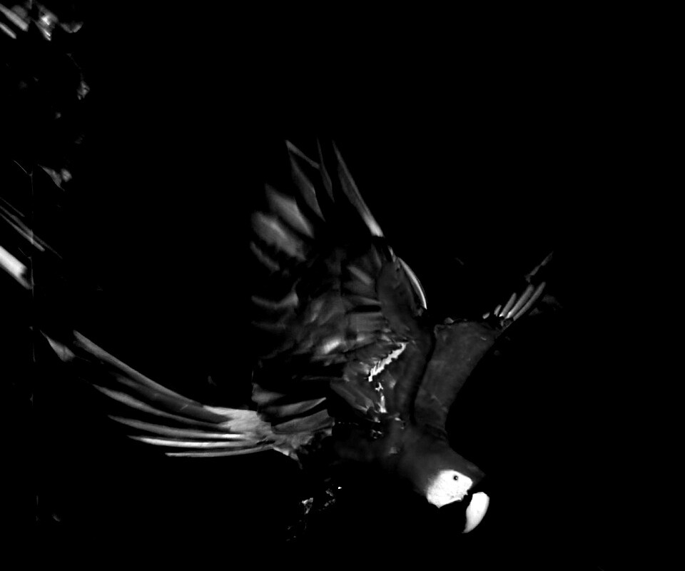 Рисованный ара обои