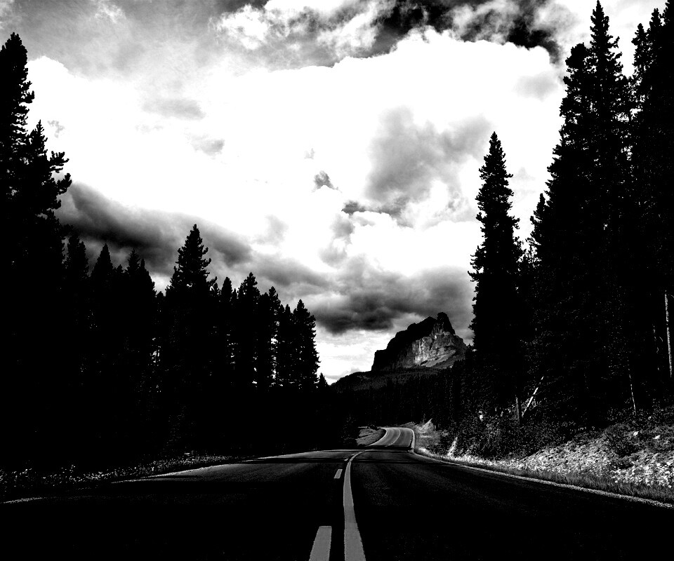 Красивая лесная дорога обои