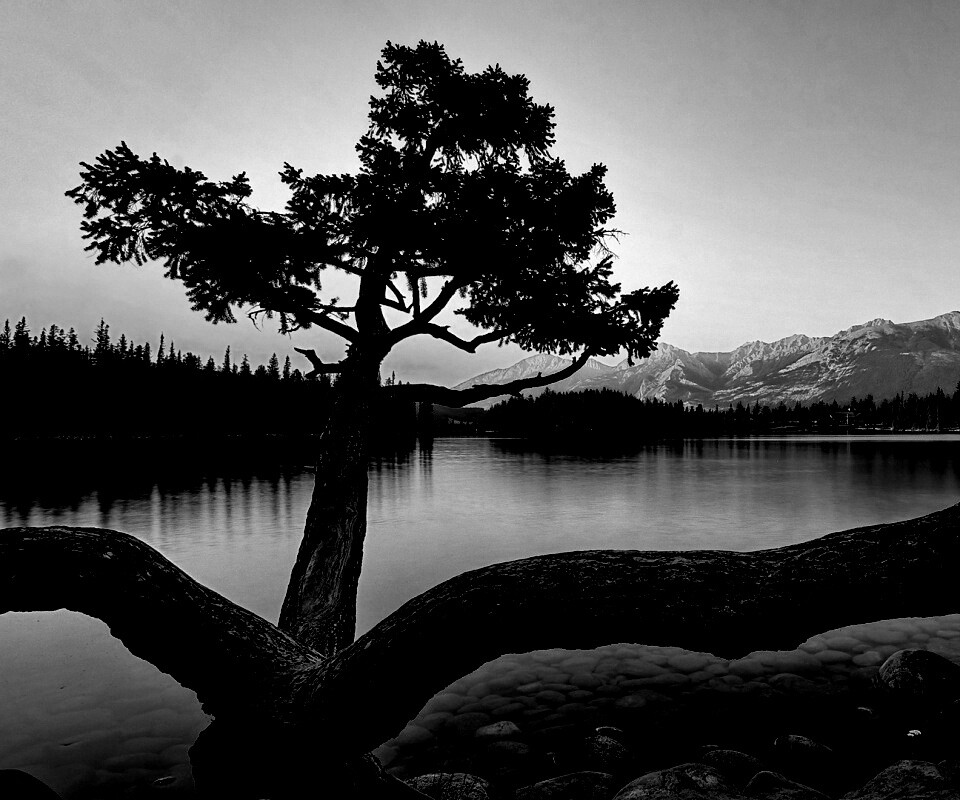 Дерево у горного озера обои