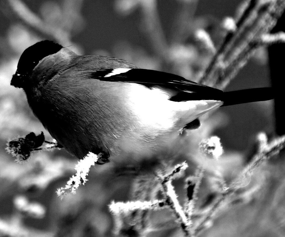 Снегирь на ветке обои