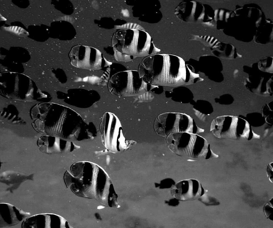 Косяк тропических рыбок обои