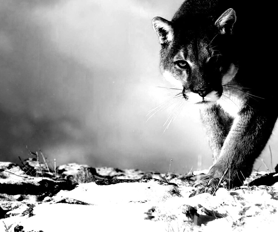 Пума с грозным взглядом обои