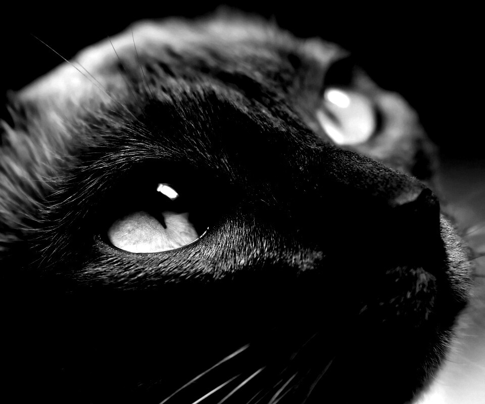 Кот с голубыми глазами обои