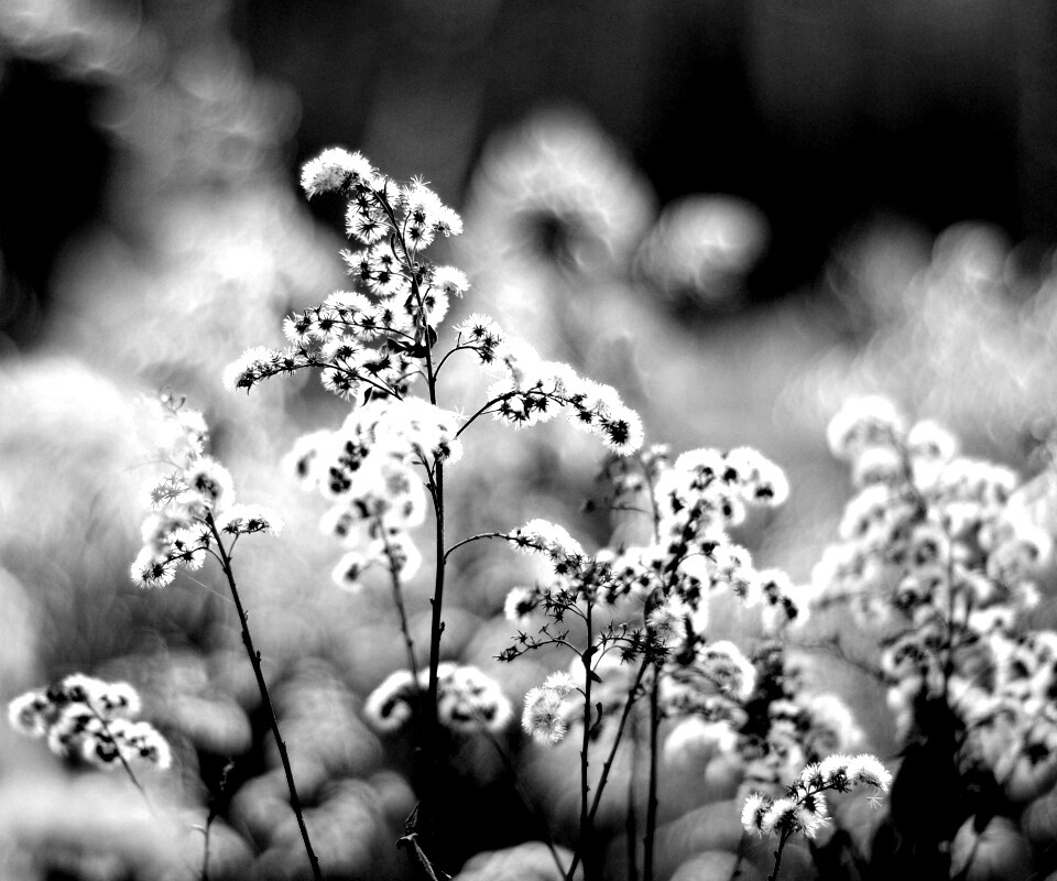 Сиреневые цветы обои