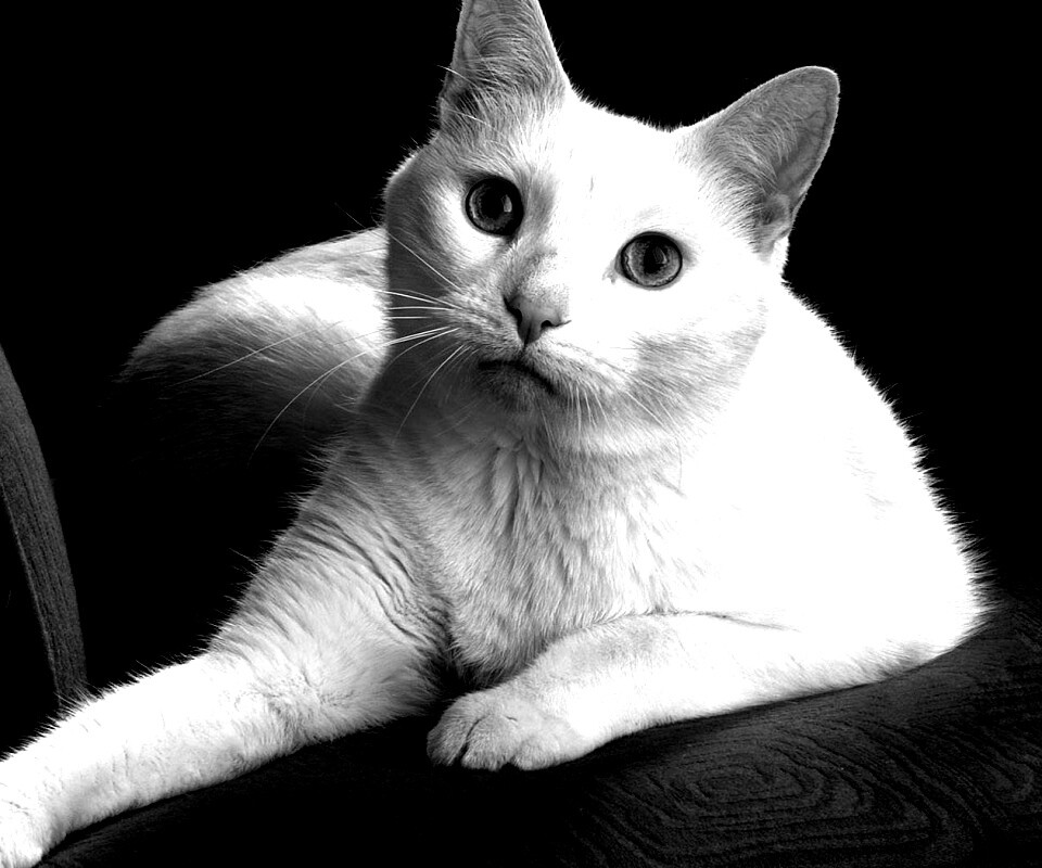 Белой кот на красном диване обои