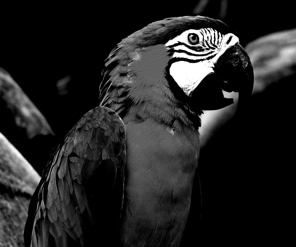 Разноцветынй попугай обои