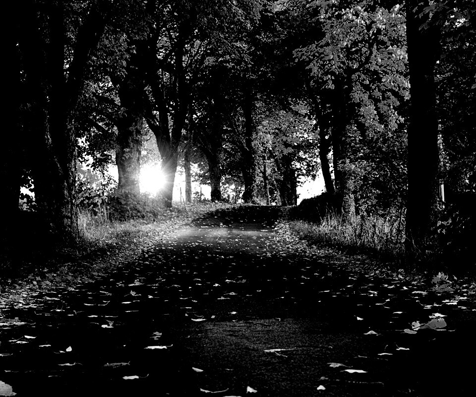 Дорога в осеннем парке обои