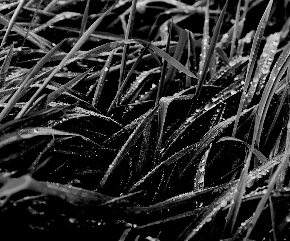 Роса на траве обои