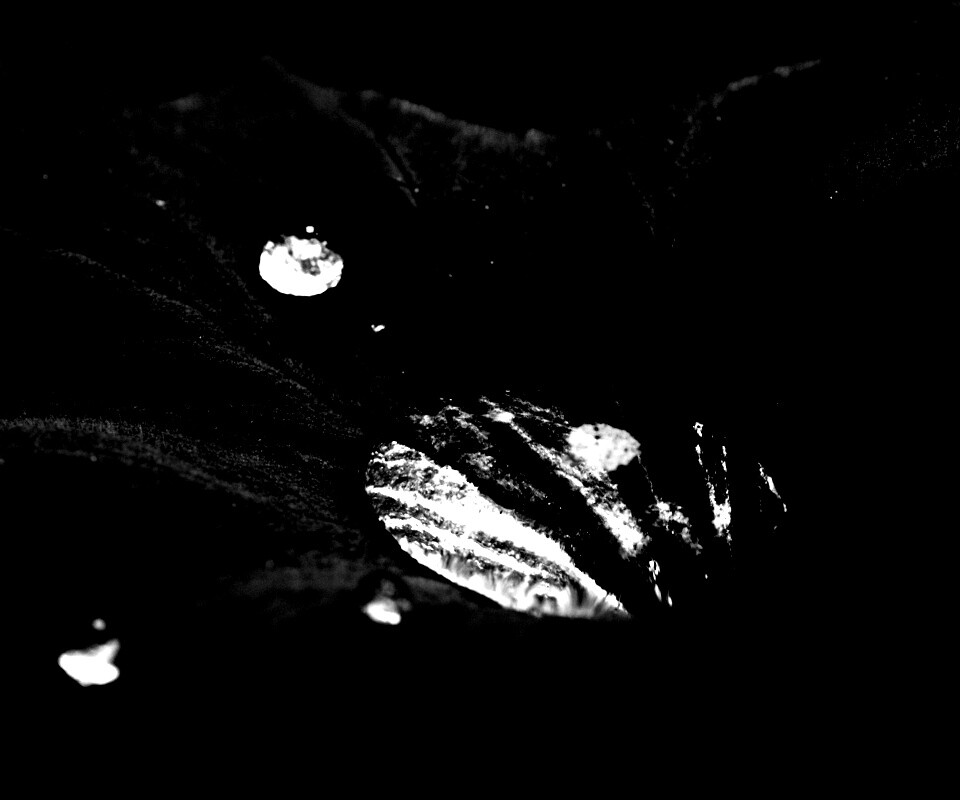 Капля в листе обои