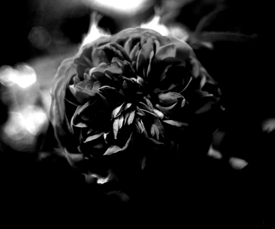 Клевер крупным планом обои