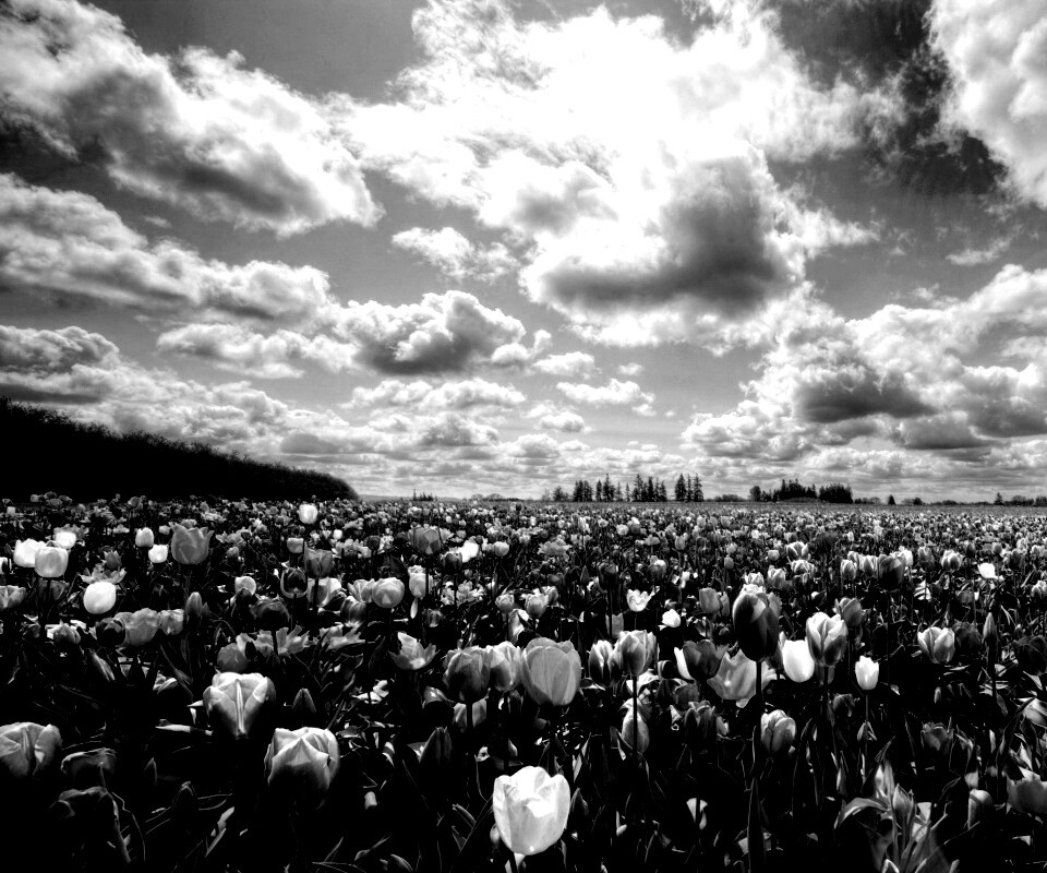 Поле тюльпанов обои