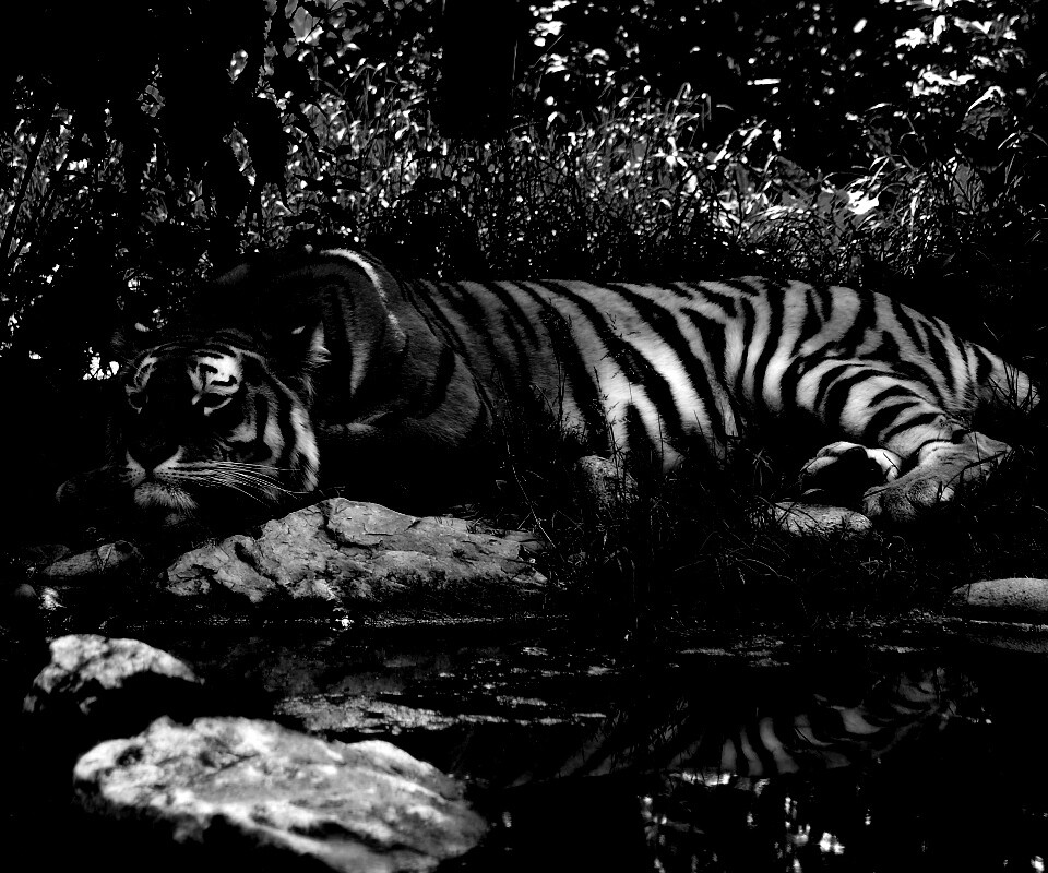 Тигр отдыхает обои