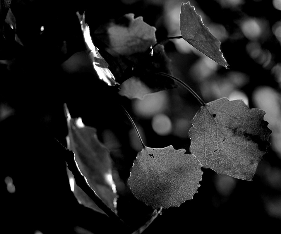 Красные листья обои