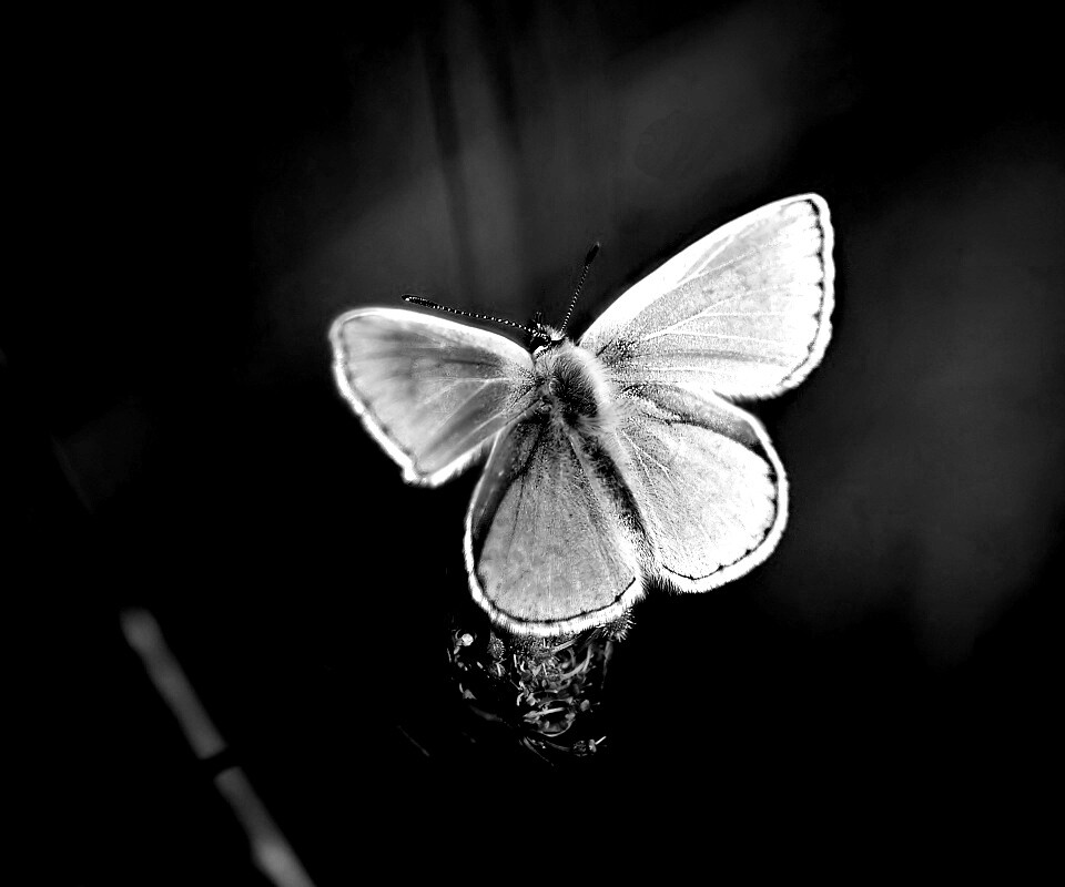 Бабочка с фиолетовыми крыльями обои