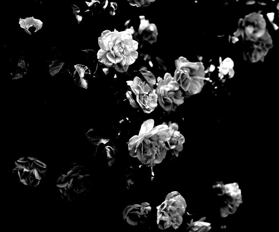 Розовый куст обои