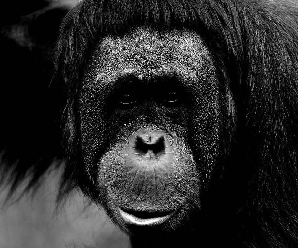 Орангутан обои