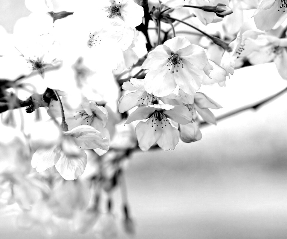 Цветение вишни обои