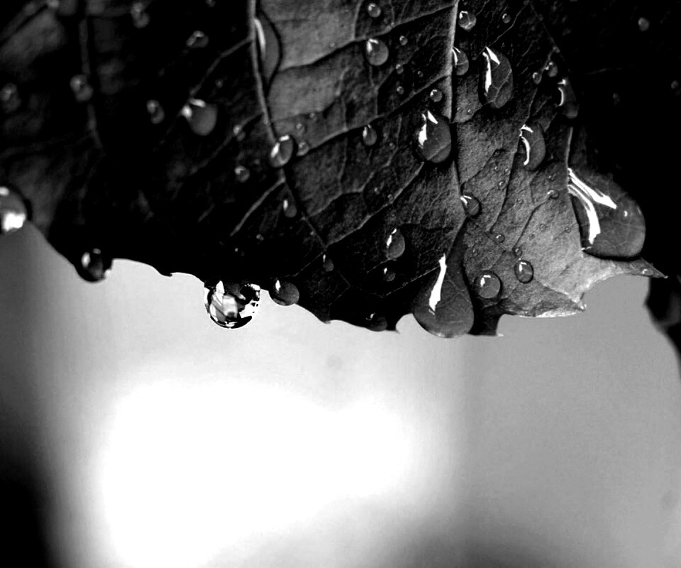 Роса на листе в макро обои