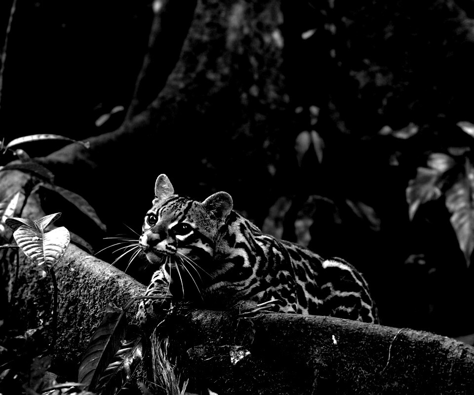 Оцелот обои