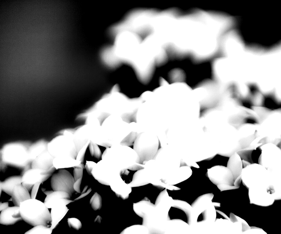 Белоснежные цветочки обои