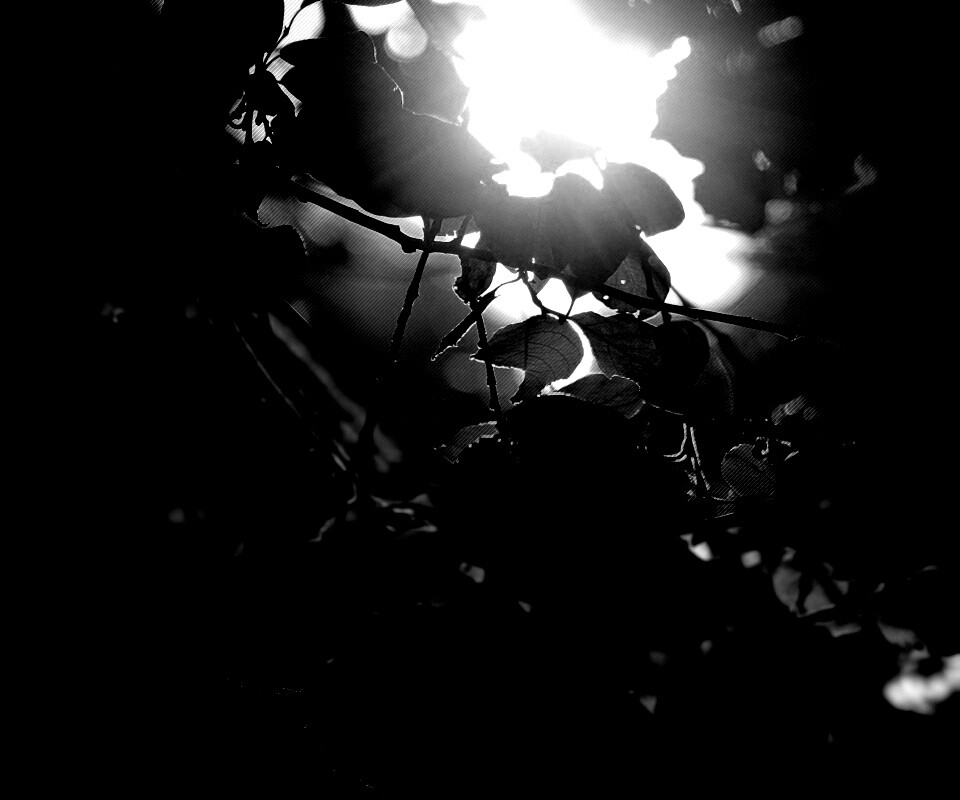 Солнце пробивается сквозь листву обои