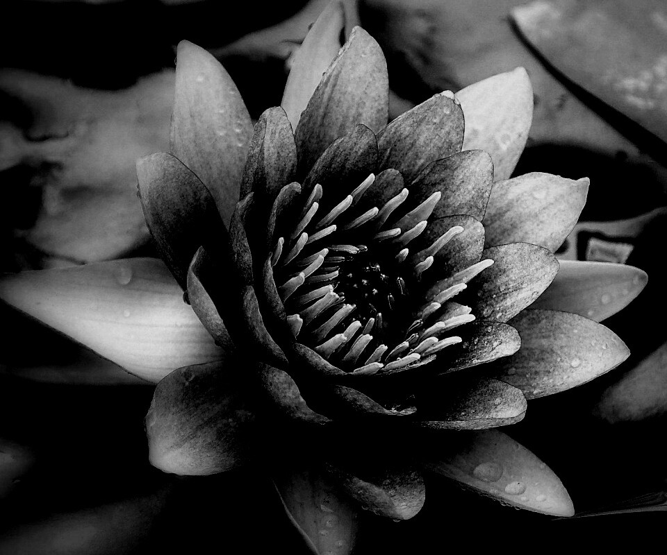 Кувшинка обои