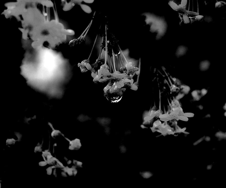 Жёлтые цветочки на ветке обои