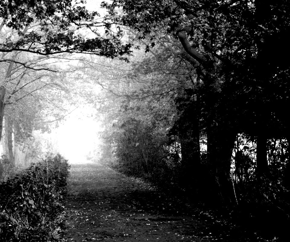 Парковая дорожка обои