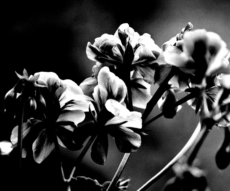 Чёрно-белое фото цветов обои