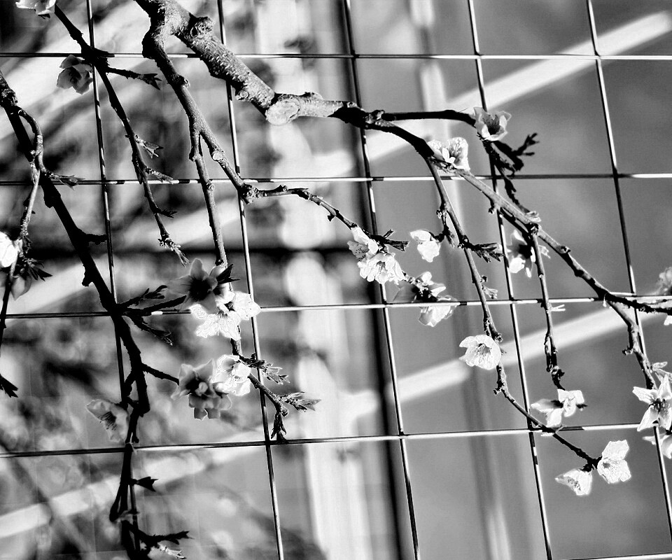 Ветка за сеткой обои