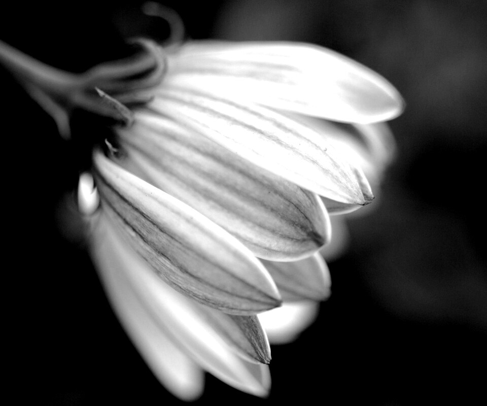 Нежно-фиолетовый цветок обои