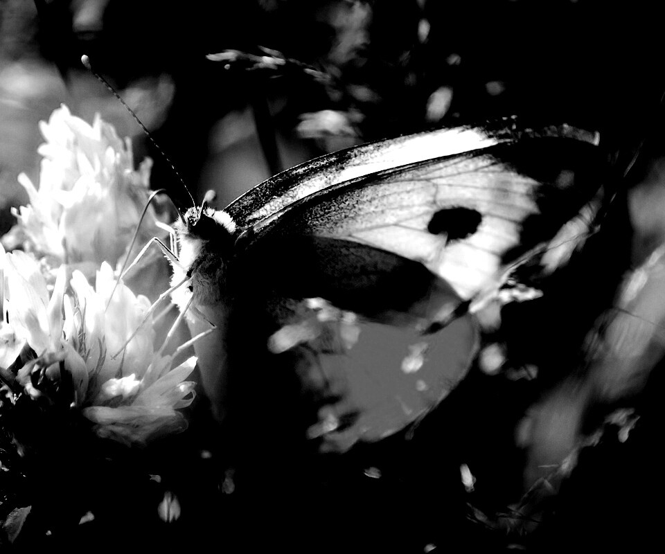 Бабочка на цветке обои