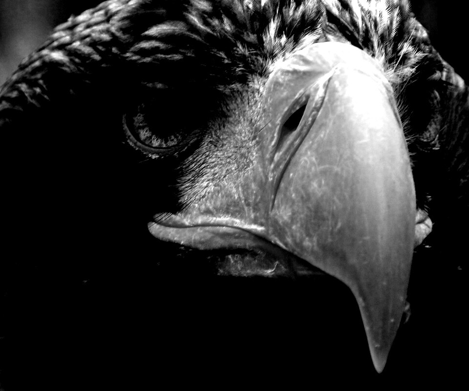 Орёл - птица гордая обои